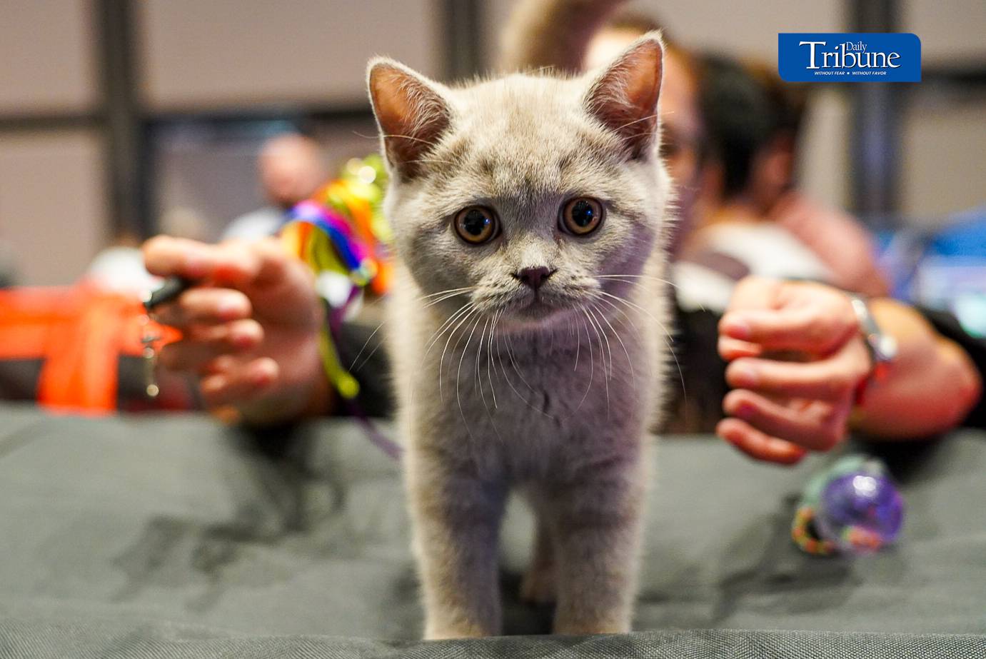 Cat enthusiasts and pet owners visit the 1st WCF Philippines World Show held at One Ayala in Makati. The show runs from 14 to 15 June 2024.